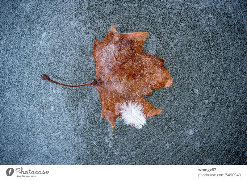 Im Eis eingeschlossenes Blatt mit Daunenfeder Einschluß Frost Teich Winter winterlich Laubblatt kalt gefroren Außenaufnahme Menschenleer Farbfoto Winterstimmung