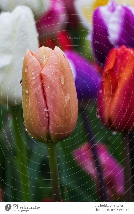 Tulpe in orange mit Regentropfen Blume Blüte Frühling grün bunt Tulpenblüte Blumen Farbfoto Blühend Tulpenfeld Außenaufnahme