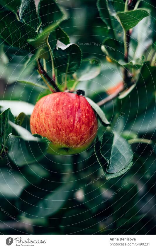 Äpfel auf den Gartenbäumen Apfel Baum Bauernhof Frucht Ernte Apfelbaum August organisch Pflanze Lebensmittel Sommer Natur Blatt Herbst hausgemacht Öko