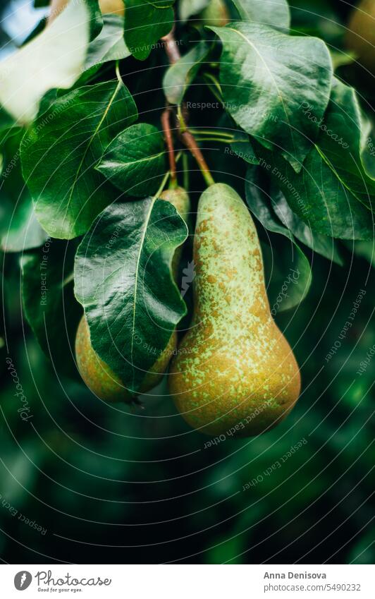 Birnen auf den Gartenbäumen Baum Bauernhof Frucht Ernte Birnbaum Apfelbaum August organisch Pflanze Lebensmittel Sommer Natur Blatt Herbst hausgemacht Öko