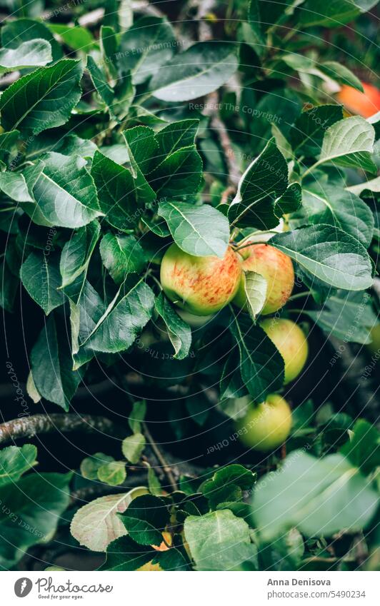 Äpfel auf den Gartenbäumen Apfel Baum Bauernhof Frucht Ernte Apfelbaum August organisch Pflanze Lebensmittel Sommer Natur Blatt Herbst hausgemacht Öko