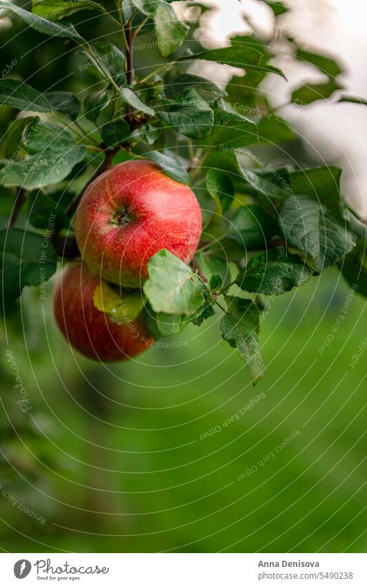 Äpfel auf den Gartenbäumen Apfel Baum Bauernhof Frucht Ernte Apfelbaum August organisch Pflanze Lebensmittel Sommer Natur Blatt Herbst hausgemacht Öko