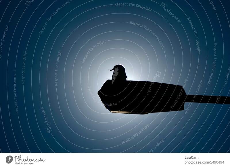 Möwe im Gegenlicht - Rast auf einer Laterne Silhouette Umriss Licht Schatten exponiert Vogel Kontrast Sonnenlicht Dämmerung Profil hell und dunkel