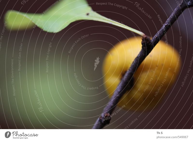 Pflanze Natur Blatt ästhetisch schön einzigartig gelb grün Gelassenheit authentisch Reinheit Zufriedenheit Umwelt harmonisch Gleichgewicht Herbst Farbfoto