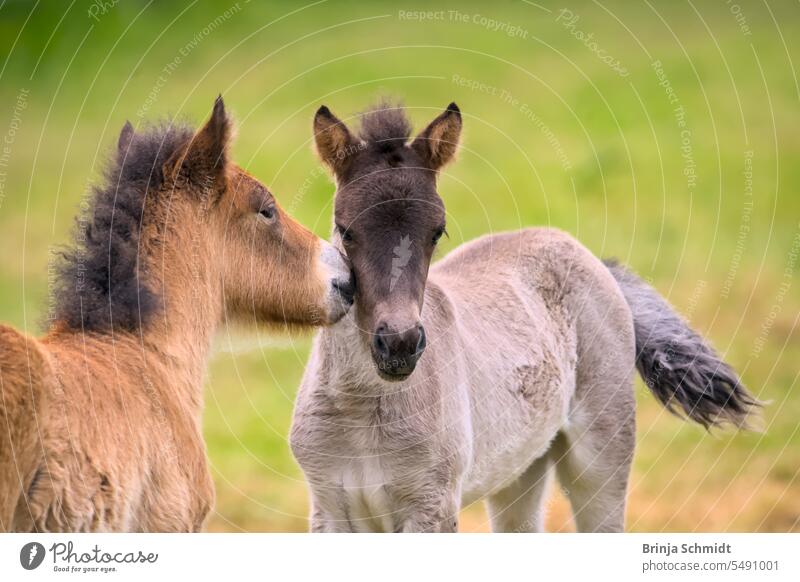 Ein braunes und ein falbfarbenes Islandfohlen beschnüffeln sich und spielen miteinander grooming friends motion interaction tweak fleecy breed childlike newborn