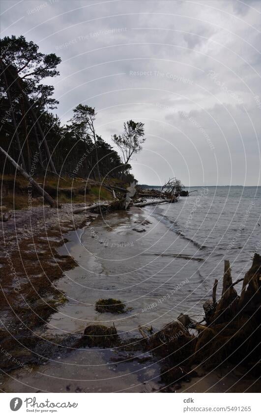 Weststrand Darß | abends kurz bevor der Regen kam. Küste Strand Ostsee Ostseeküste Ferien & Urlaub & Reisen Meer Natur Landschaft Himmel Wasser Erholung