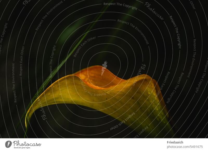 Detailaufnahme einer gelb-orangen Callablüte Blüte Farbe frisch Umwelt natürlich Wachstum Makroaufnahme zart Blütenpflanze ästhetisch Menschenleer schön