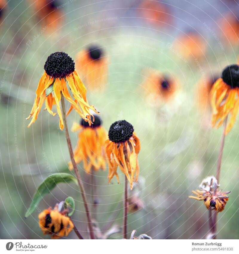 Verblühte Rudbeckien zeigen ihre zerbrechliche Schönheit ein letztes Mal bevor der Regen kommt Rudbeckia Blüten verblü gelb Sonnenhut Sommerflor Sommerflora