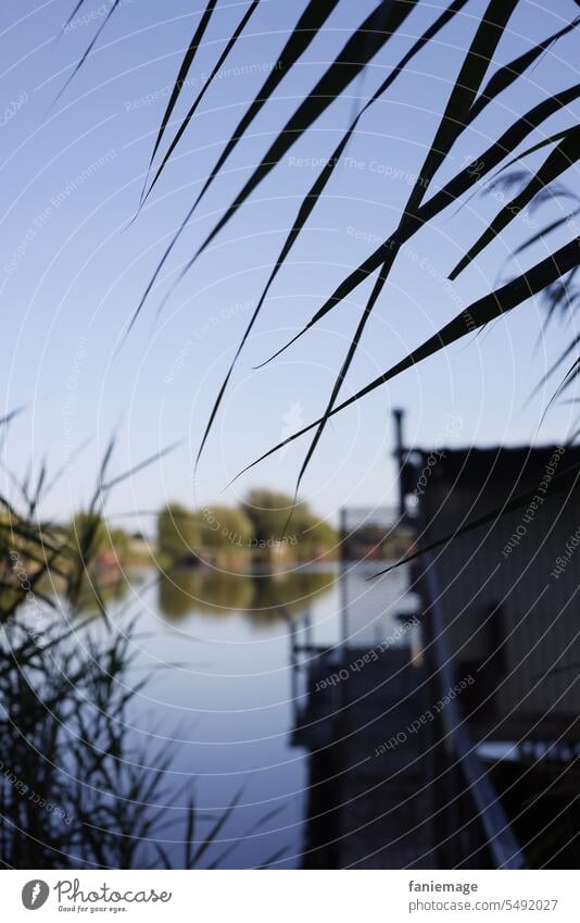 Steg zur Fischerhütte am Étang du Welschhof fischen sehen Schilf Gras Gräser Wasser am Wasser badesee Schatten abends Frankreich Grand-Est verschwommen freizeit