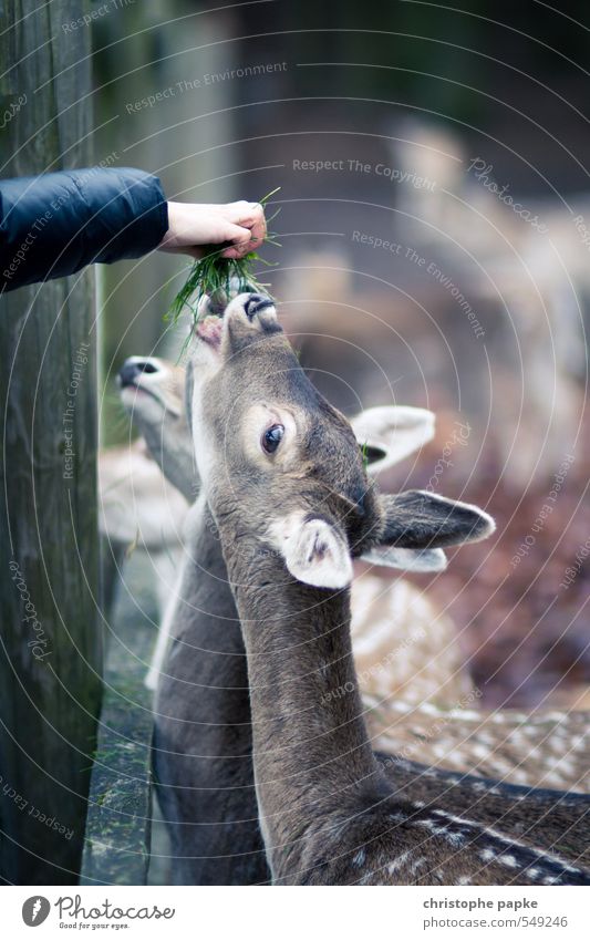 Feed Landwirtschaft Forstwirtschaft Hand Herbst Tier Nutztier Wildtier Tiergruppe Herde Tierjunges Fressen füttern niedlich Grasbüschel Bambi Reh lecker frisch