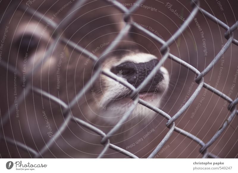 Hinter Gittern Landwirtschaft Forstwirtschaft Tier Nutztier Wildtier Tiergesicht Zoo Streichelzoo Reh Rehkitz 1 Fressen füttern Blick warten frech Neugier