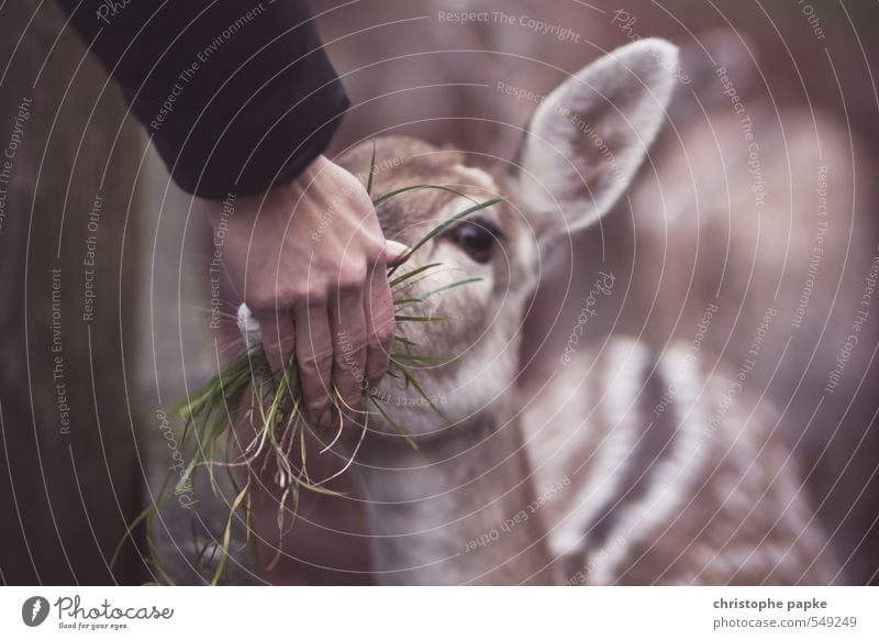 Don't feed the troll - feed bambi! Landwirtschaft Forstwirtschaft feminin Hand 1 Mensch Feld Tier Nutztier Wildtier Tiergesicht Zoo Streichelzoo Reh Rehkitz