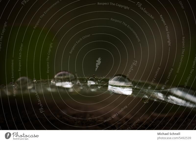 Grashalmtropfen Tropfen reif nass Nässe Regen Tau Tautropfen Regentropfen Wassertropfen Nahaufnahme Makroaufnahme feucht natürlich Reflexion & Spiegelung