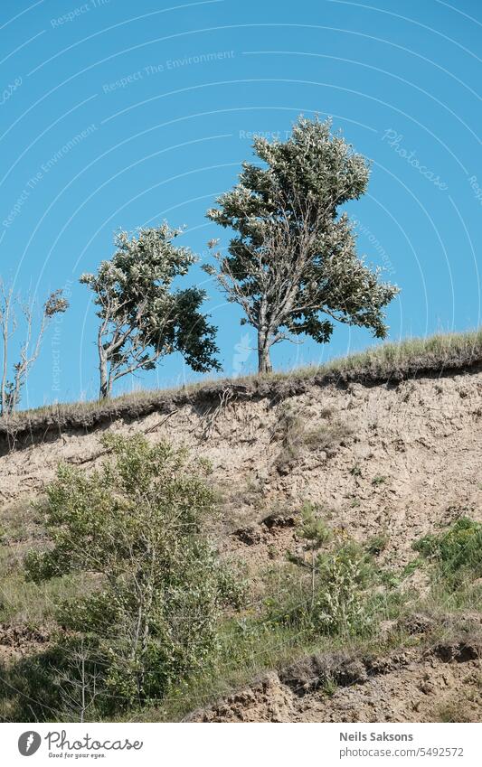 Bäume. Leben oder von der Klippe stürzen - das ist die Frage. Abenteuer Hintergrund schön blau Landschaft Zerstörung ökologisch Umwelt Wald grün Hügel