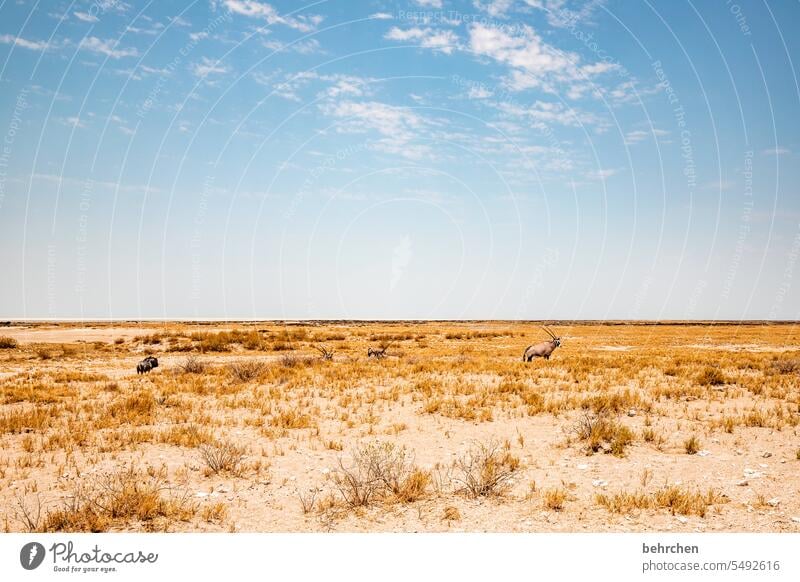 suchbild Antilopen Himmel Savanne Trockenheit Landschaft Ferien & Urlaub & Reisen Freiheit Natur besonders Abenteuer beeindruckend Tierliebe Tierporträt