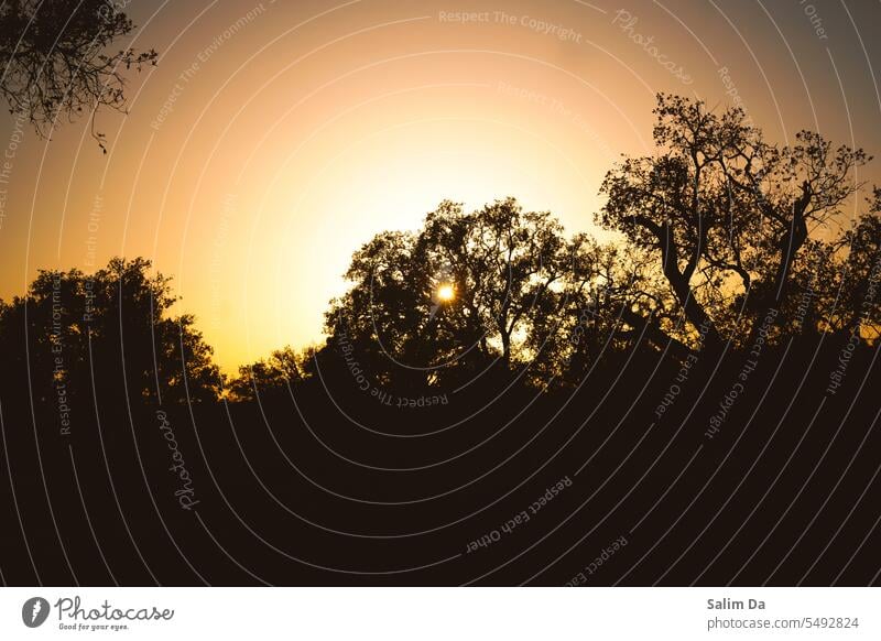 Amazing Sonnenuntergang Landschaft Landschaft durch den Wald die Bäume erstaunlich lieblich Szene Sonnenuntergänge Baum Natur natürlich Hintergrund