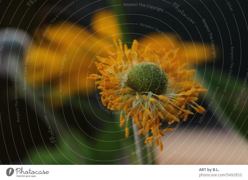 erschöpft gelb verblüht floral samen gelbe blume garten