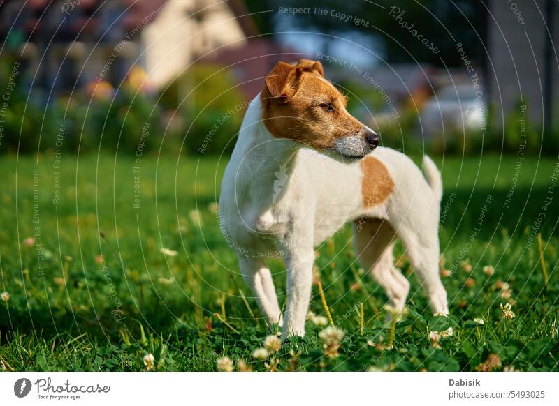 Spaziergang mit dem Hund auf einer Wiese mit grünem Gras an einem Sommertag Haustier jack russell Rasen Porträt Tier im Freien laufen aktiv niedlich Reinrassig