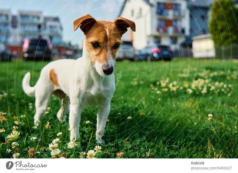 Spaziergang mit dem Hund auf einer Wiese mit grünem Gras an einem Sommertag Haustier jack russell Rasen Porträt Tier im Freien laufen aktiv niedlich Reinrassig