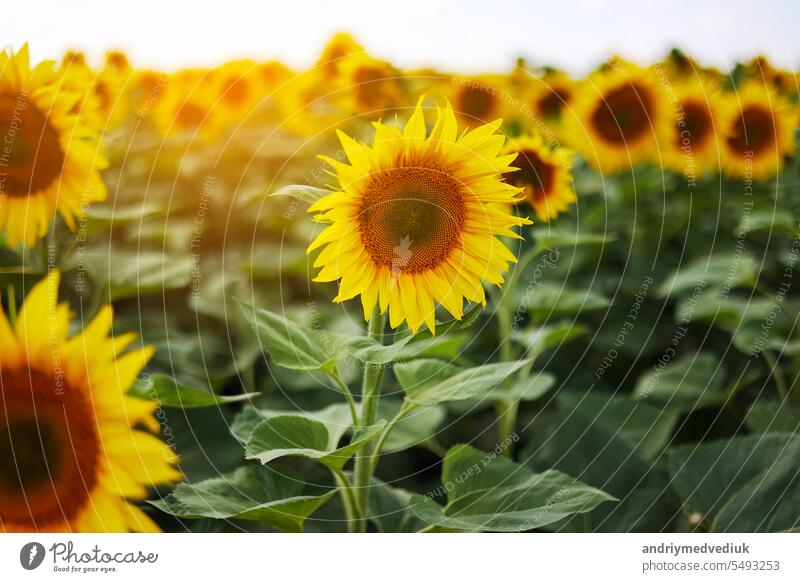 Nahaufnahme blühender heller Köpfe von Sonnenblumen mit grünen Blütenblättern im Sonnenlicht. Botanik. Kultivierung von Öko-Ölsaaten. Ernte Landwirtschaft Zeit. Sonnenblumenkerne. Werbung für Sonnenblumen-Pflanzenöl