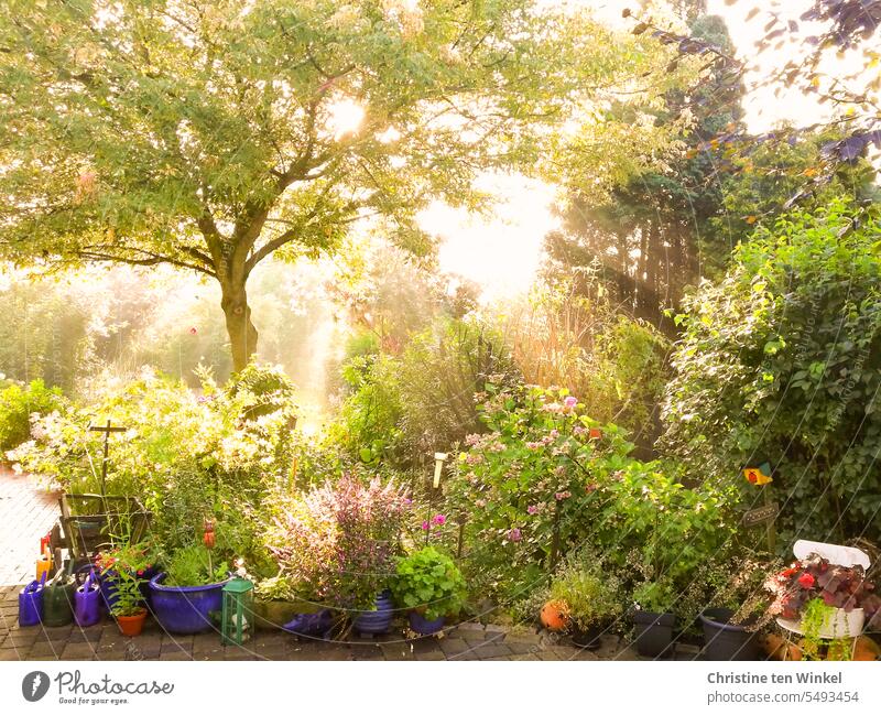 sommerliche Morgenstimmung im Garten Bäume Sträucher Blumen Gießkannen Bollerwagen Sommer Pflanzen Gartenidylle natürlich Natur Blumen und Pflanzen