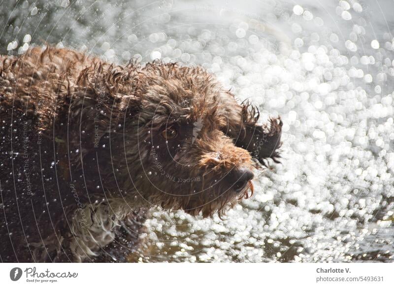 Lotte schüttelt sich Diamanten aus dem Fell I Hund schüttelt sich Wasser aus dem Fell. Die Wassertropfen glänzen im Sonnenlicht wie Diamanten. Tier Haustier