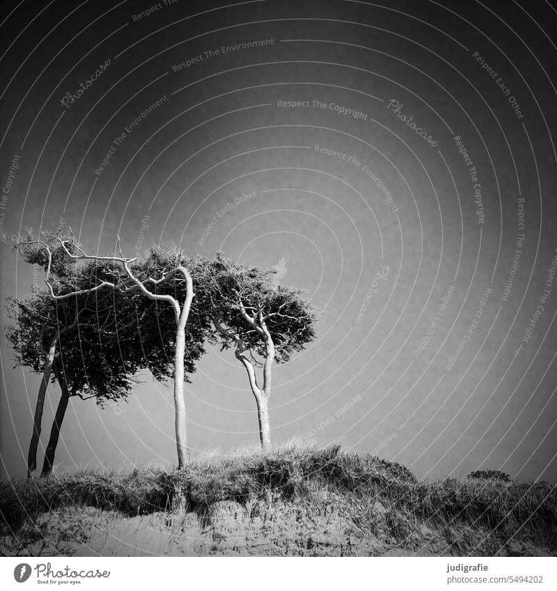 Windflüchter am Darßer Weststrand Baum Stranddüne Ostsee Küste natürlich Landschaft Natur Umwelt wild Bäume Quadrat Schwarzweißfoto Himmel Fischland-Darß-Zingst