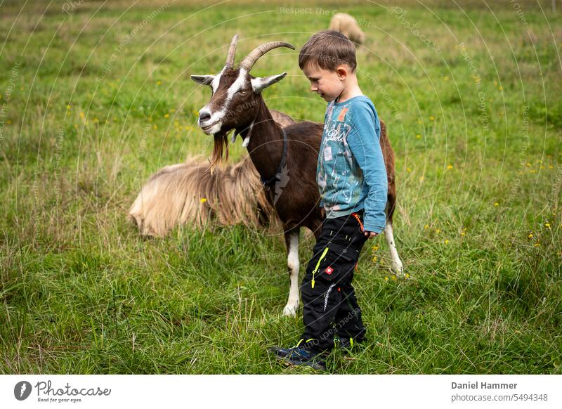 Im Vordergrund steht eine weibliche Thüringer Waldziege mit schwarzem Halsband, Glöckchen und Bart, daneben ein Junge mit schwarzer Hose und blauem Shirt. Im Hintergrund ein liegender Ziegenbock und ein grasendes Schaf.