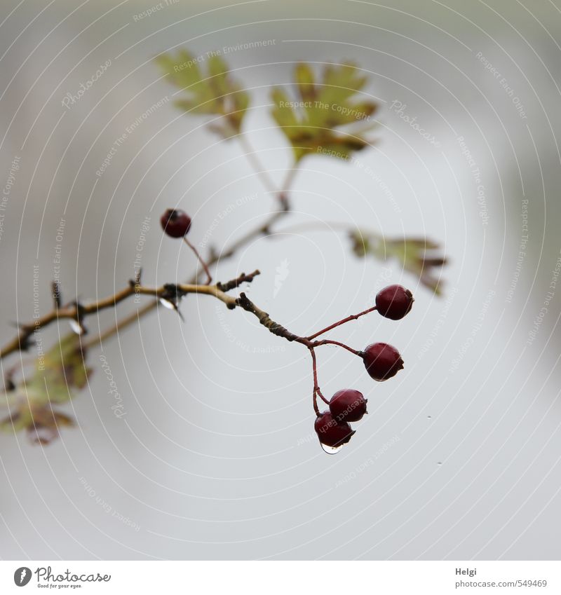 Novembeeren... Umwelt Natur Pflanze Wassertropfen Herbst Nebel Sträucher Blatt Wildpflanze Weissdorn Beeren Frucht Zweig Park hängen Wachstum authentisch dunkel