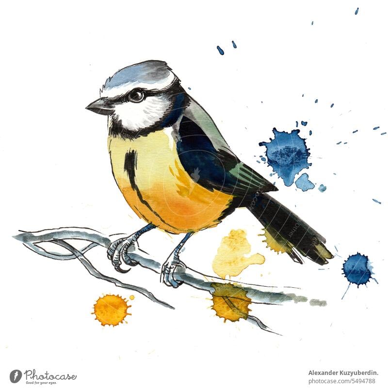 Aquarell Vogel auf einem Zweig sitzend Kunst Hintergrund Ast Postkarte Farbe dekorativ zeichnen Grafik u. Illustration Einladung vereinzelt Natur Malerei Sitzen