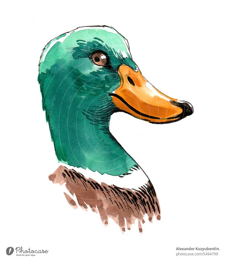 Entenkopf. Tusche- und Aquarellskizze Tier Schnabel schön Vogel Farbe Erpel Zeichnung gezeichnet Feder grün Hand Kopf Grafik u. Illustration vereinzelt männlich