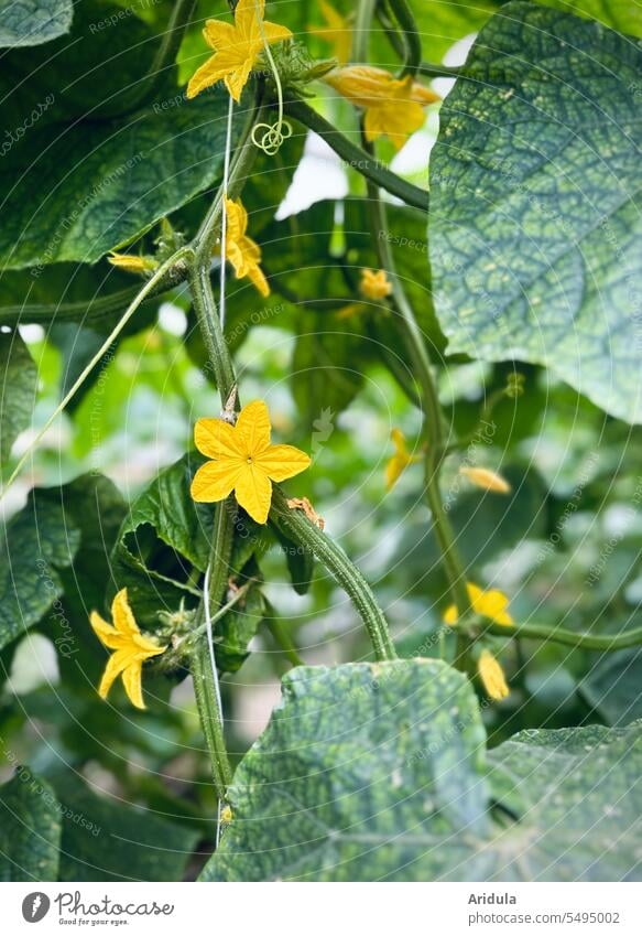 Blühende Gurkenpflanze Gewächshaus Blüte Pflanze Garten Gemüse Ernährung Lebensmittel Ernte grün Wachstum Gartenarbeit gelb Stern Gärtnerei Gemüsegarten