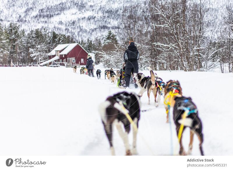 Unbekannte Männer in warmer Kleidung gehen mit einer Hundemeute durch verschneites Land Spaziergang Schnee Winter Besitzer Frost Tier Eckzahn kalt Winterzeit