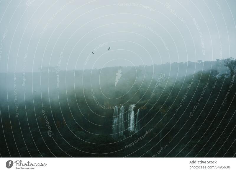 Erstaunliche Wasserfälle und grünen Wald in nebligen Wetter mit Vögeln fliegen malerisch Waldgebiet Vogel Fliege Nebel Landschaft Natur Umwelt Wasserfall iguazu