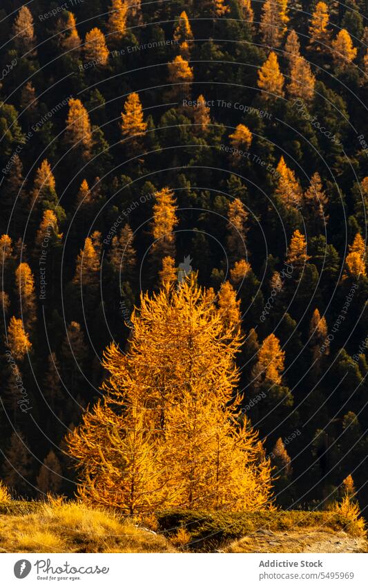 Nadelwald an einem Herbsttag Wald nadelhaltig Baum Natur Waldgebiet Flora Immergrün Wälder wachsen Umwelt Wachstum Pflanze wild natürlich Botanik Höhe