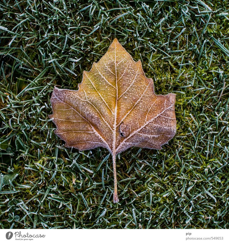 frostbraun Natur Herbst Winter Eis Frost Gras Blatt Wiese kalt grün Plantane Raureif Eiskristall gefroren Halm Farbfoto Gedeckte Farben abstrakt Muster