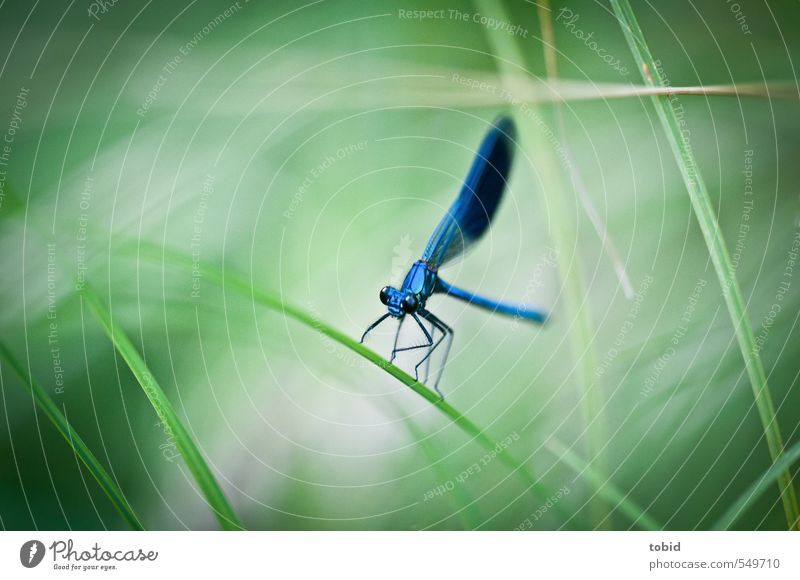 Ready for take off Natur Gras Tier Flügel Libelle wasserjungfer 1 hocken ästhetisch glänzend natürlich schön elegant Farbfoto Außenaufnahme Makroaufnahme