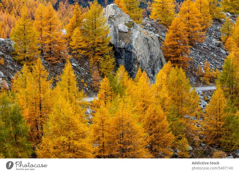 Pfad zwischen bunten Herbstbäumen Wald Waldgebiet Baum Natur farbenfroh Laubwerk Wälder Schweiz Landschaft fallen Umwelt Nationalpark malerisch Flora Saison