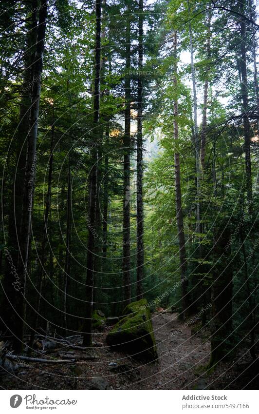 Wald mit hohen Bäumen Baum Wälder Natur Waldgebiet Pflanze vegetieren wachsen Laubwerk Kofferraum üppig (Wuchs) Umwelt Landschaft Wachstum Flora Sommer grün