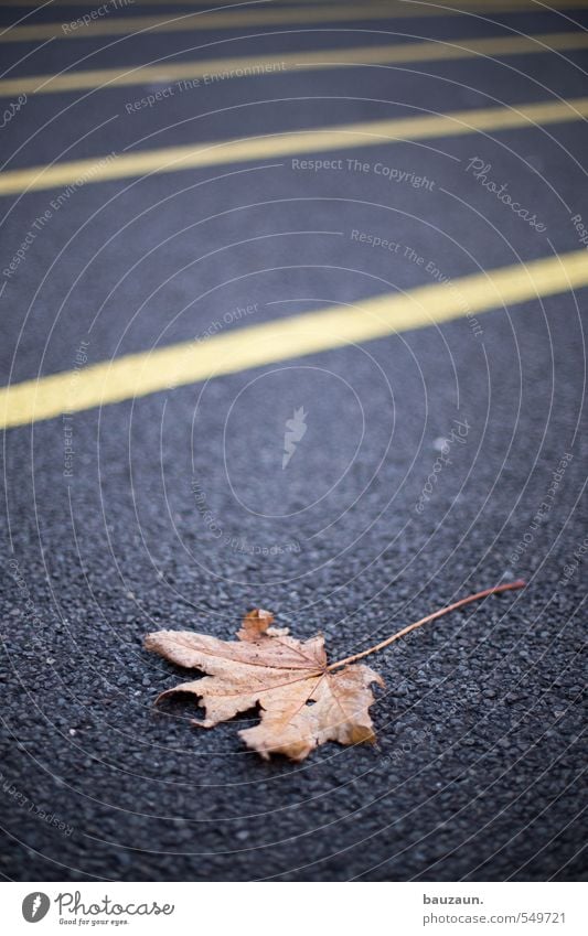 übrig geblieben. Gartenarbeit Herbst Pflanze Blatt Stadt Stadtzentrum Platz Marktplatz Parkhaus Straße Wege & Pfade Schilder & Markierungen Linie Streifen