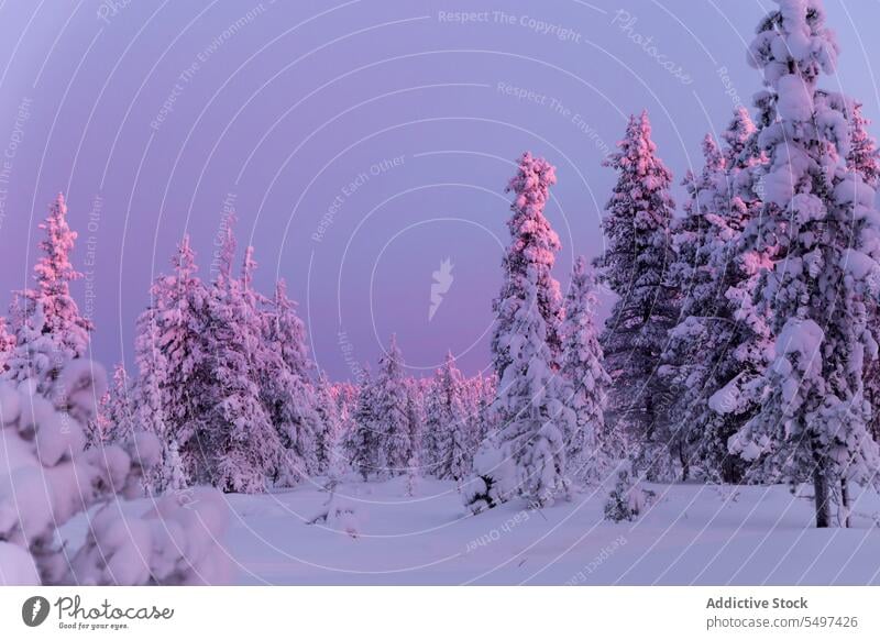 Mit Schnee bedeckte Nadelbäume im Winterwald Wald Baum Immergrün Flora Natur Umwelt Tierwelt kalt Ast nadelhaltig Pflanze Wälder wild vegetieren wachsen Tanne