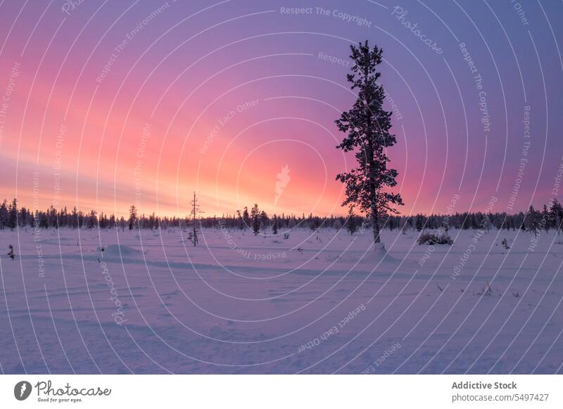 Farbenfroher Sonnenuntergang über einem Nadelwald Haus Schnee bunt Himmel ländlich Baum verschneite einsam Eis Wolkenlandschaft Horizont Tourismus Wahrzeichen