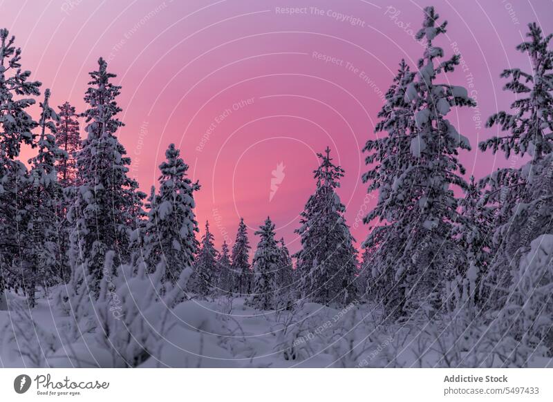 Farbenfroher Sonnenuntergang über einem Nadelwald Haus Schnee bunt Himmel ländlich Baum verschneite einsam Eis Wolkenlandschaft Horizont Tourismus Wahrzeichen