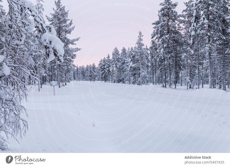 Verschneiter Weg im Nadelwald im Winter Wald Schnee gefroren kalt Landschaft nadelhaltig wild Schneefall Schneesturm Natur Fichte Baum Wälder Waldgebiet Umwelt