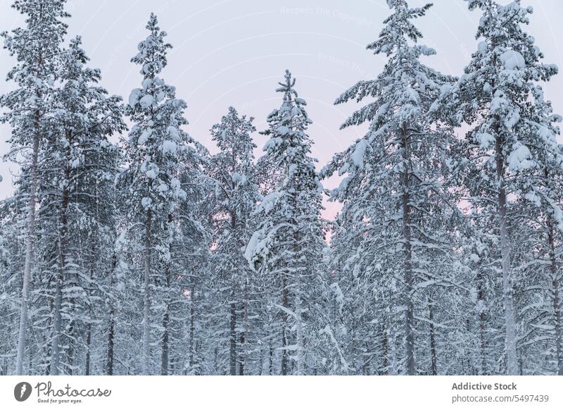 Mit Schnee bedeckte Nadelbäume im Winterwald Wald Baum Immergrün Flora Natur Umwelt Tierwelt kalt Ast nadelhaltig Pflanze Wälder wild vegetieren wachsen Tanne