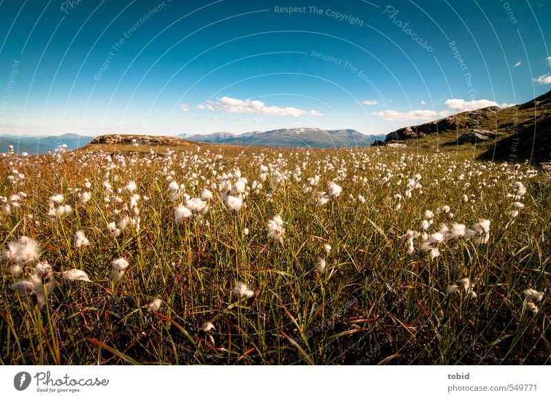 Norway No.2 Ferien & Urlaub & Reisen Ausflug Ferne Freiheit Sommer Sonne Berge u. Gebirge wandern Natur Landschaft Wolken Horizont Pflanze Gras Sträucher