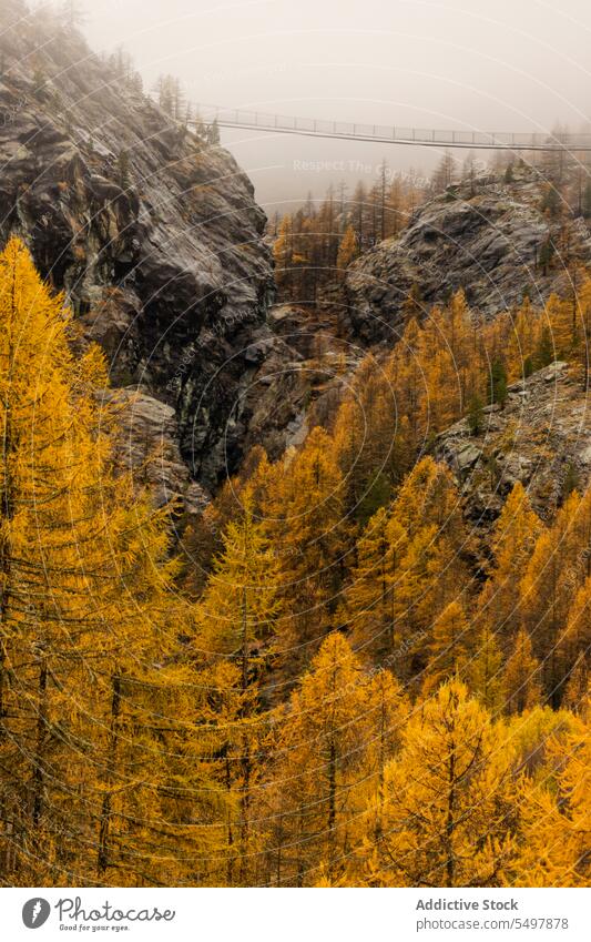 Erstaunliche Landschaft des nebligen Waldes Waldgebiet Baum Natur Nebel grün Wälder wachsen vegetieren Umwelt Flora Wachstum Grün malerisch Dunst Himmel Pflanze