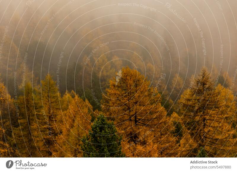 Erstaunliche Landschaft des nebligen Waldes Waldgebiet Baum Natur Nebel grün Wälder wachsen vegetieren Umwelt Flora Wachstum Grün malerisch Dunst Himmel Pflanze