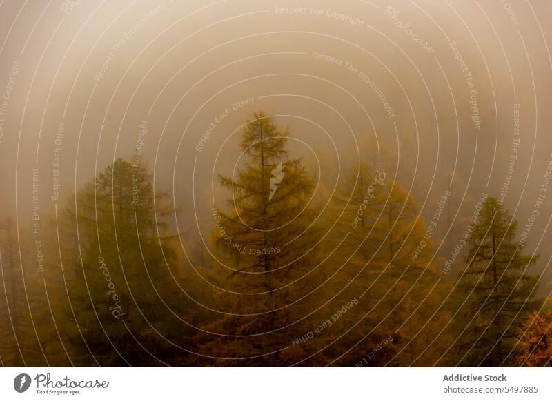 Erstaunliche Landschaft des nebligen Waldes Waldgebiet Baum Natur Nebel grün Wälder wachsen vegetieren Umwelt Flora Wachstum Grün malerisch Dunst Himmel Pflanze