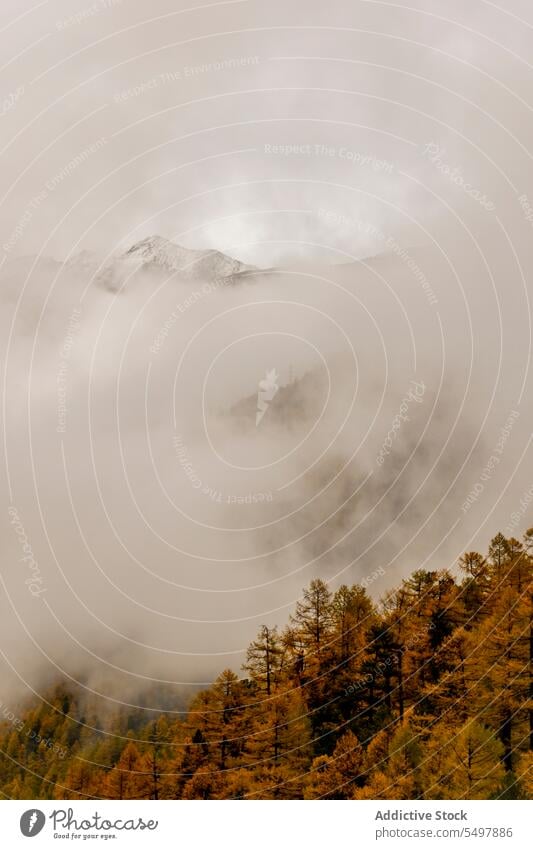 Erstaunliche Landschaft des nebligen Waldes Waldgebiet Baum Natur Nebel grün Wälder wachsen vegetieren Umwelt Flora Wachstum Grün malerisch Dunst Himmel Pflanze